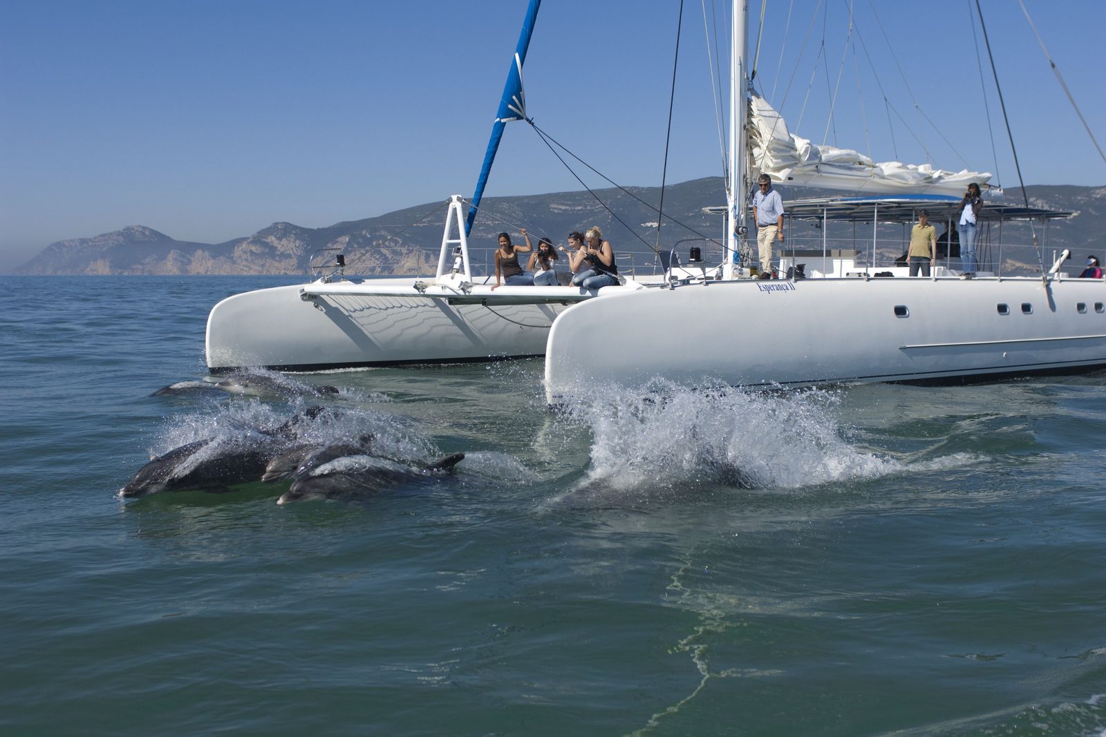 Golfinhos-roazes a nadar junto a um catamarã no estuário do Sado